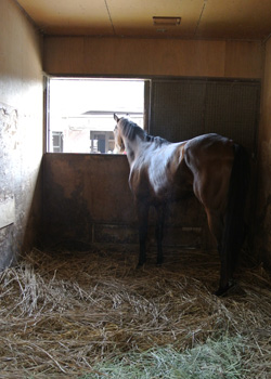 馬主になりたい方へ